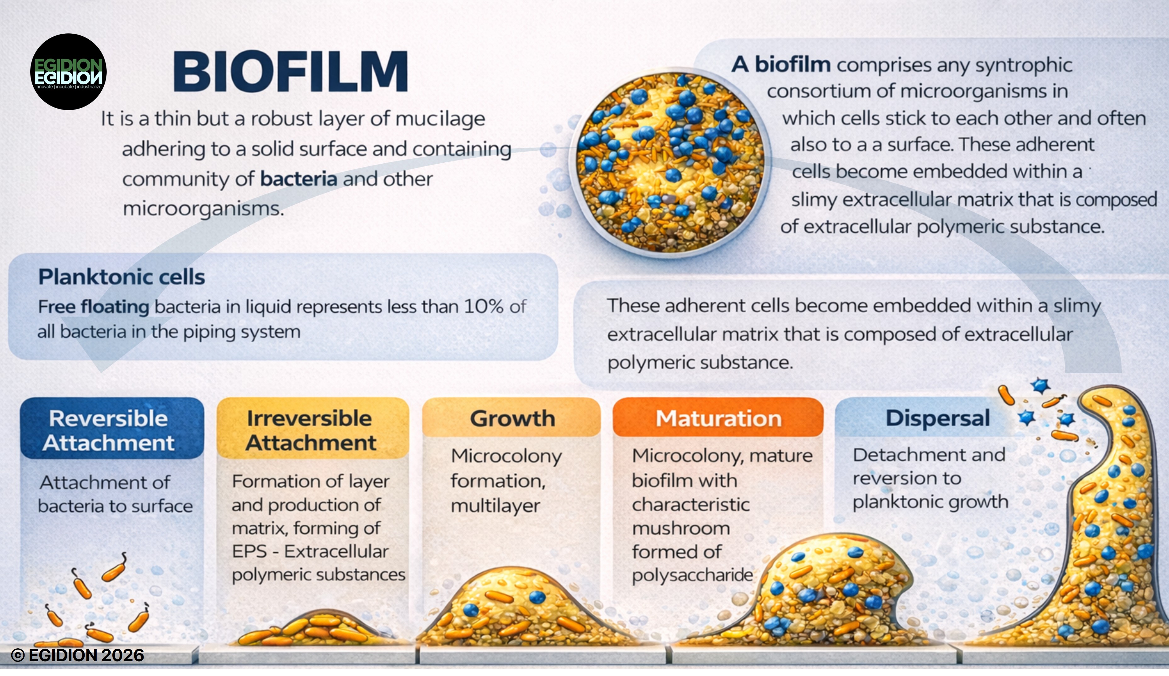Biofilm infographic showing a living bacterial layer forming and maturing on a surface