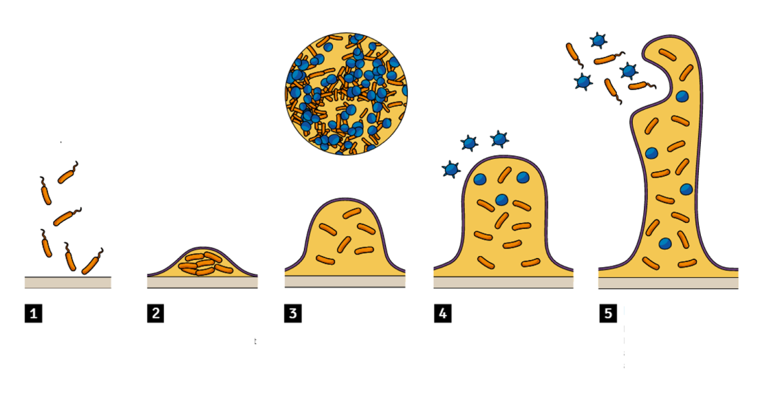 biofilm-process